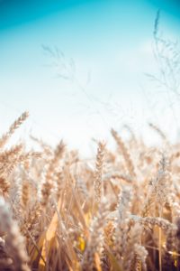 Gluten gilt als problematisch für Hashimoto-Erkrankte