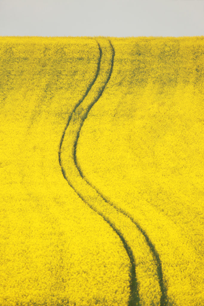 Rapsfelder gehören in das normale landwirtschaftliche Bild